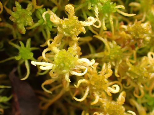 Sphagnum subsecundum observed 2026-10-18