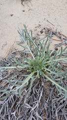 Cirsium pitcheri