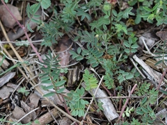 Hippocrepis comosa