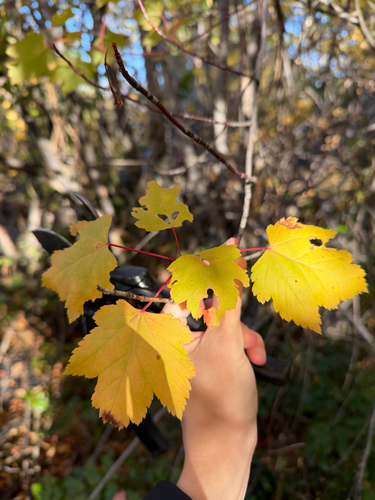 Acer glabrum observed 2026-10-18