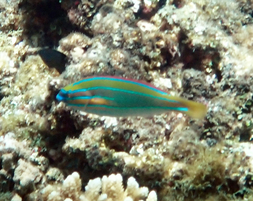 Stethojulis trilineata observed 2026-10-17
