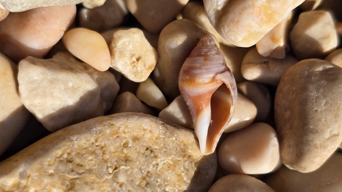 Pisania maculosa observed 2026-10-18