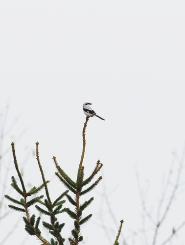 Great Gray Shrike