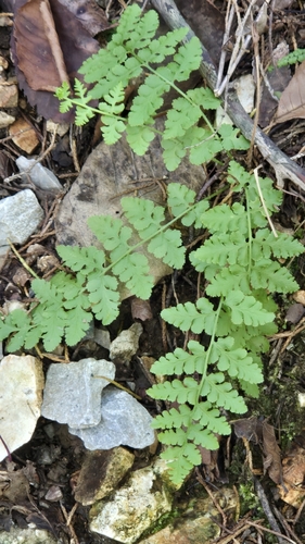 Physematium obtusum, 2026-10-17
