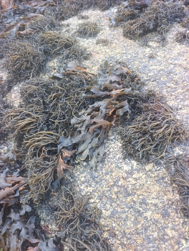 Pelvetia canaliculata observed 2026-10-18