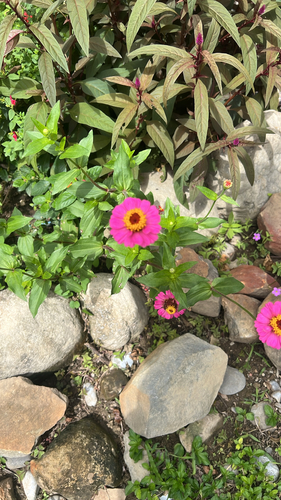Zinnia elegans observed 2026-10-18