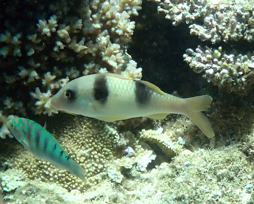 Parupeneus crassilabris observed 2026-10-17