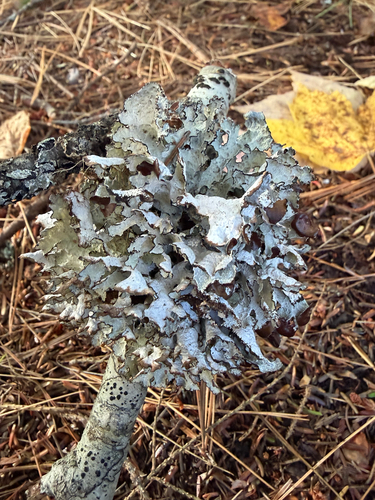 Platismatia tuckermanii observed 2026-10-18