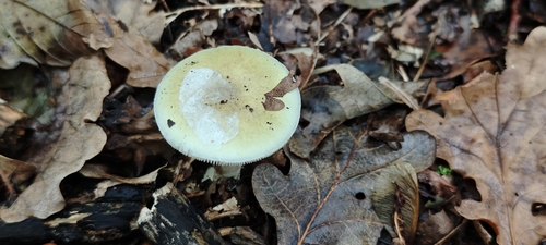 Deathcap