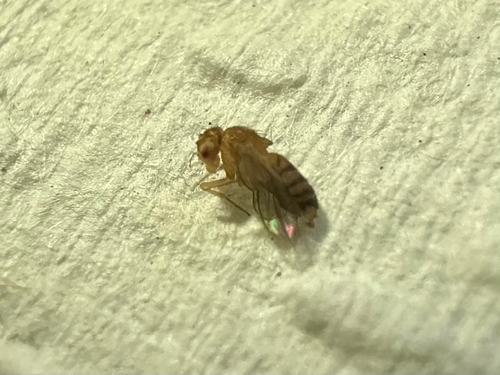 Drosophila melanogaster observed 2026-10-18