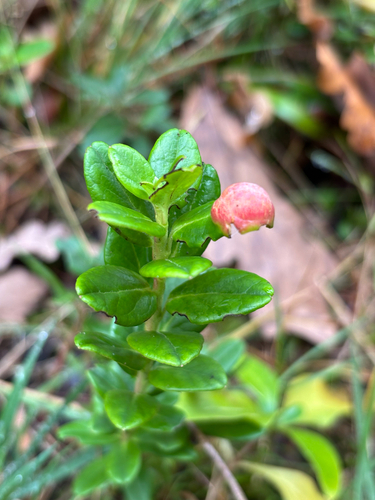 Exobasidium vaccinii observed 2026-10-18