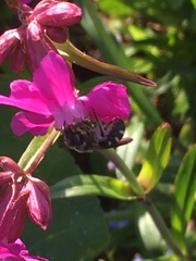 Lasioglossum sexnotatum