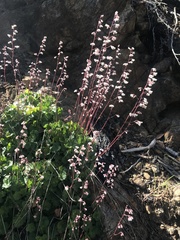 Rhodoheuchera