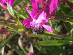 Lasioglossum sexnotatum