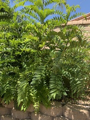 Magnoliopsida