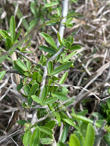 Salacia observed 2026-10-14