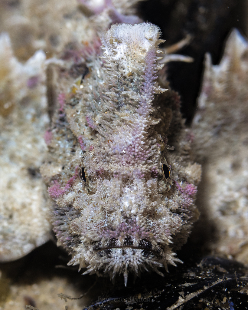 Little Velvetfish