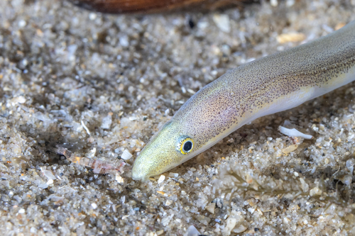 Muraenichthys observed 2026-10-17