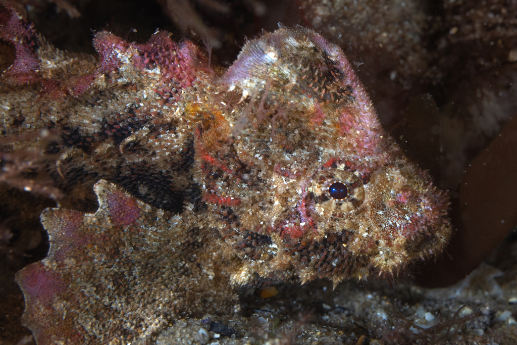 Little Velvetfish