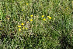 Leontodon tenuiflorus