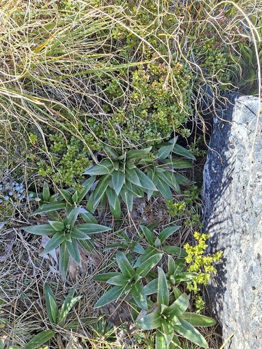 Celmisia coriacea observed 2026-10-18