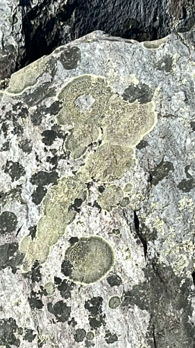 Dimelaena oreina observed 2026-10-18
