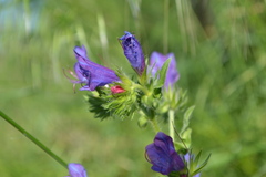 Echium plantagineum