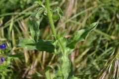 Echium plantagineum