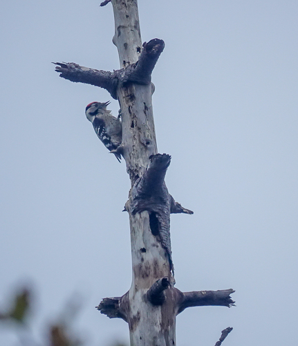 iNaturalist image