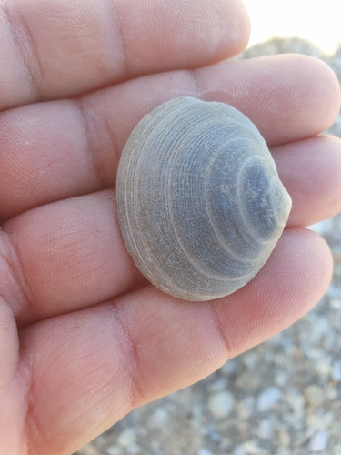 Arcopagia crassa observed 2026-10-18