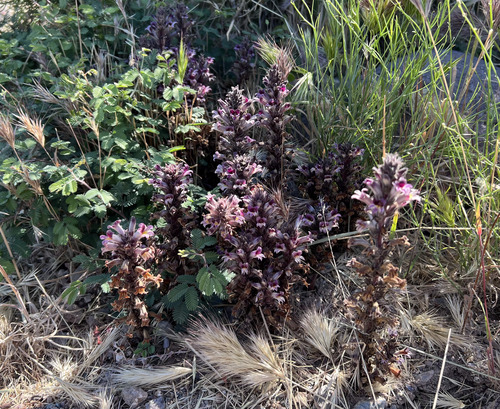 desert broomrape