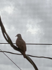 Columbina talpacoti