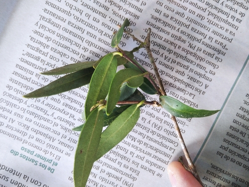 Blepharocalyx salicifolius, 2026-10-18