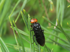 Acantholyda erythrocephala