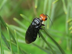 Acantholyda erythrocephala