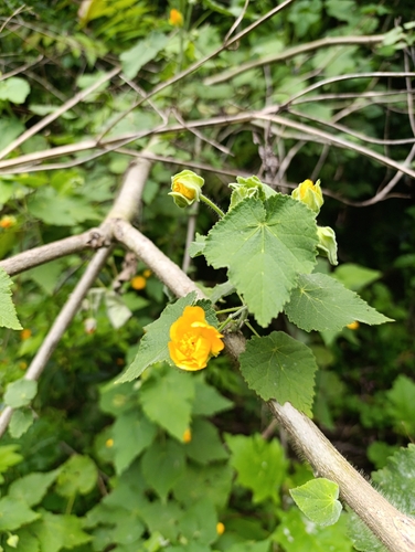 Abutilon grandifolium observed 2026-10-18