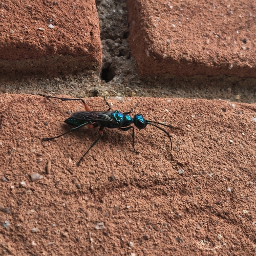 Ampulex compressa, 2026-10-18