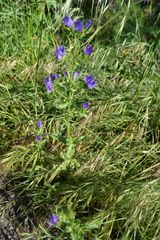 Echium plantagineum