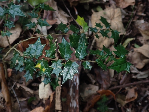 Aphananthe philippinensis observed 2026-10-17