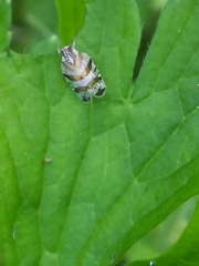 Tachycixius venustulus
