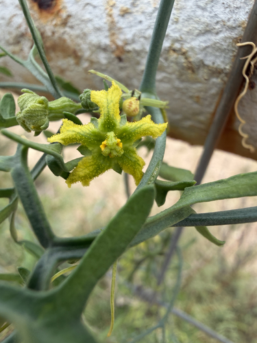 Slimlobe Globeberry