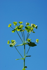 Euphorbia variabilis