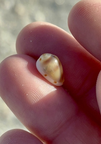 Marginella apicina observed 2026-10-18