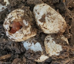 Fungi