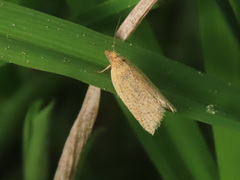 Clepsis senecionana