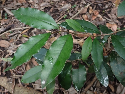 Diospyros pentamera observed 2026-10-17