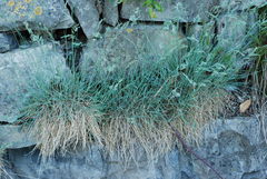 Festuca rupicola