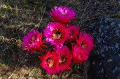 Trichocereus rowleyi