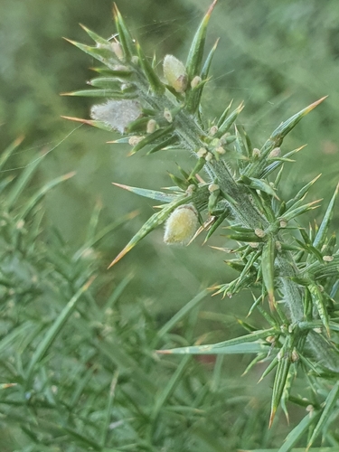 Ulex europaeus latebracteatus