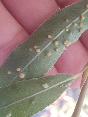 Willow Bead Gall Mite